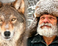 Leśnik nosił wilcze pożywienie przez całą zimę. Po 4 latach wilk wrócił i pokazał mu swoją rodzinę