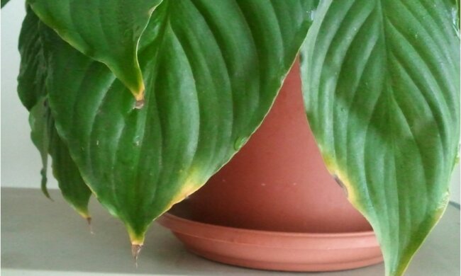 Dlaczego końcówki liści roślin doniczkowych stają się czarne i wysychają