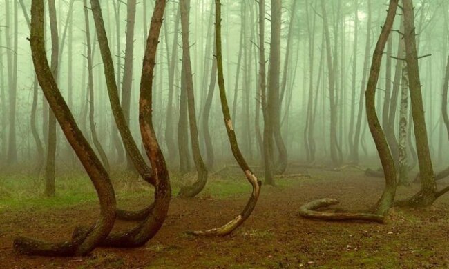 Amerykanie i Brytyjczycy nie mogą wyjść z podziwu. Polski las oficjalnie został uznany za "magiczne miejsce"