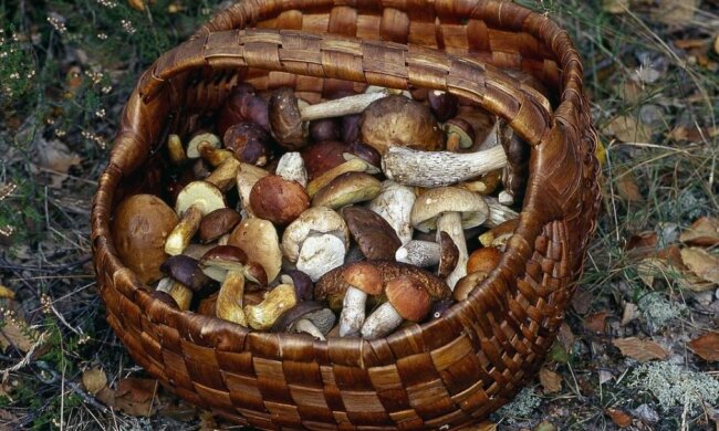 Wyszedł na grzyby, znalazł coś zupełnie innego. Niesamowite odkrycie w polskim lesie