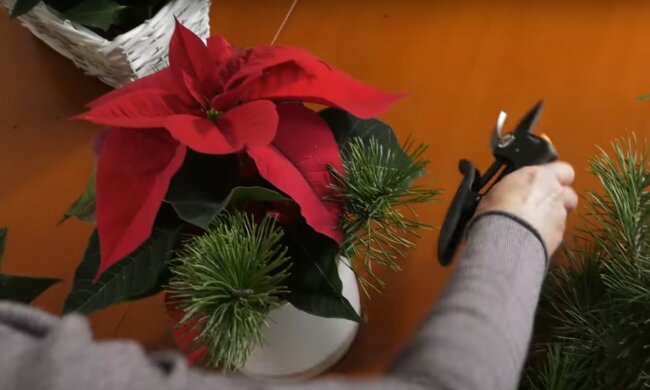 źródło: YouTube/ogród na co dzień