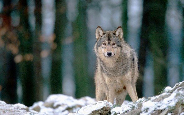 Niesamowita historia wilka, który w poszukiwaniu czegoś ważnego przebył kilkanaście tysięcy kilometrów. O co chodzi