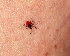 Kleszcze są już wszędzie. Jedno ukąszenie może skończyć się poważnymi problemami. Tak ochronisz siebie, dzieci i zwierzęta