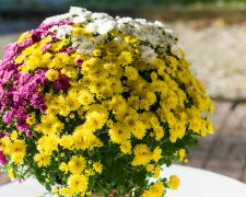 Zrób to z chryzantemą, zanim postawisz ją na grobie. Kwiaty będą piękne znacznie dłużej