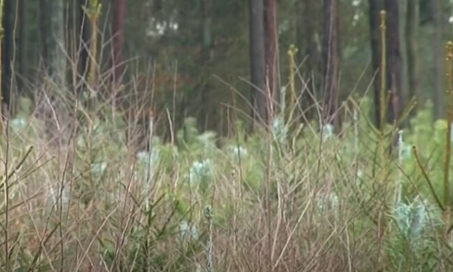 Pan Jan w lesie, źródło: YouTube/Warmia Mazury TV