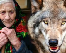 Rok temu emerytka wziąła wilka za szczeniaka. Minął rok i był w stanie odwzajemnić jej dobro na dobre