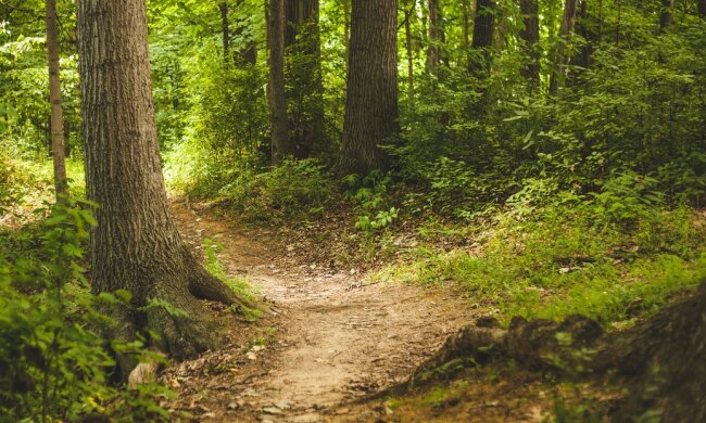 Grzybiarz natknął się w polskim lesie na rzadki gatunek grzyba. Szybko sfotografował okaz i pochwalił się na Facebooku