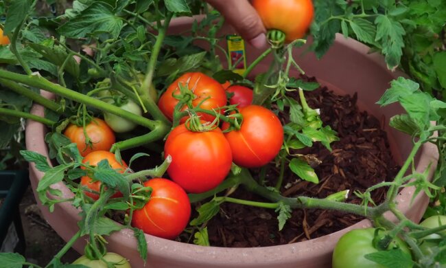Pomidory, źródło: YouTube/California Gardening