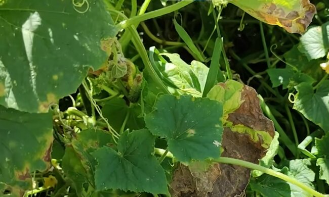 chore ogórki, screen Youtube @KasiaInthegarden