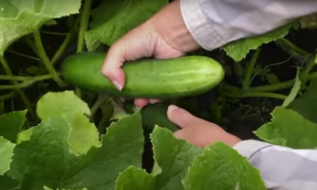 Ogórki/YouTube @ogród na co dzień