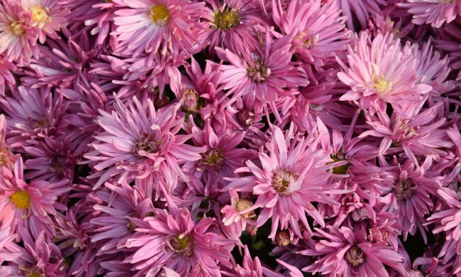 Kolory chryzantem mają ukryte znaczenie. Nie wszystkie wypada stawiać na grobie