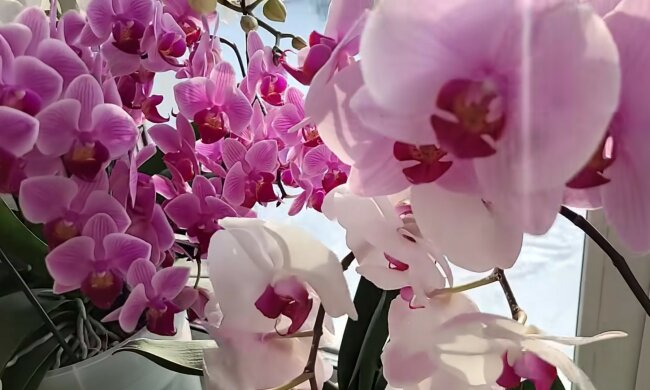 storczyki, screen Youtube @elllen