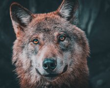 Wilk zaatakował 8-letnią dziewczynkę w parku. Dziecko ciężko ranne.  Władze ujawniły niepokojący szczegół