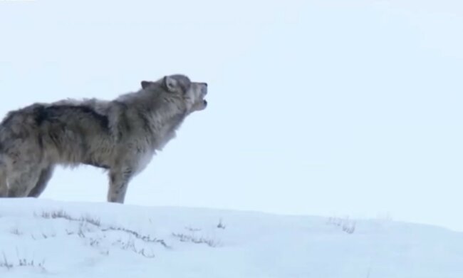 screen Youtube @Luczszii Dokumentalnye Filmy