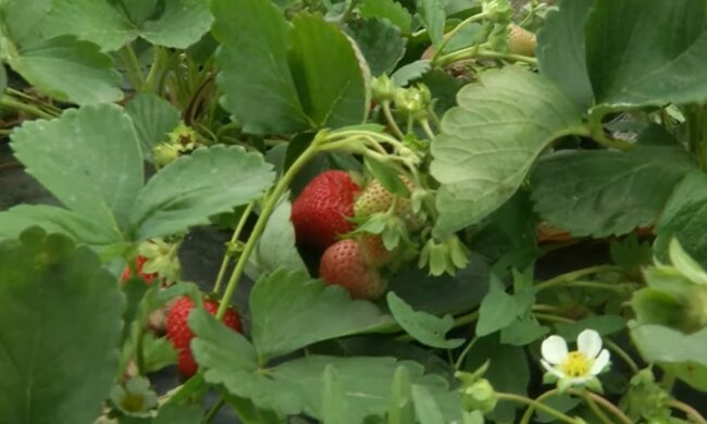 screen Youtube  @sad bez sekretov