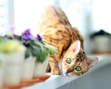 Rośliny bywają niebezpieczne dla kotów!/screen Pikrepo