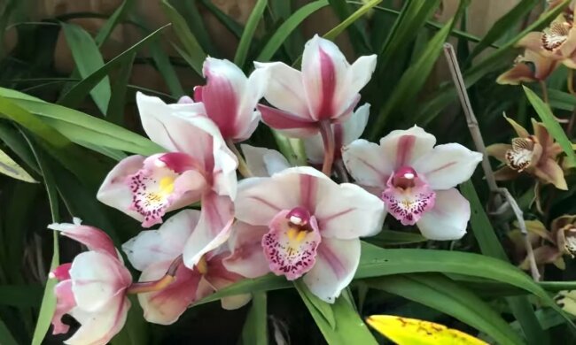 storczyki, screen Youtube @SonCarlGardens