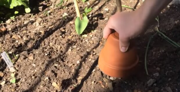 Triki przydatne w Twoim ogródku warzywnym, screen: YouTube