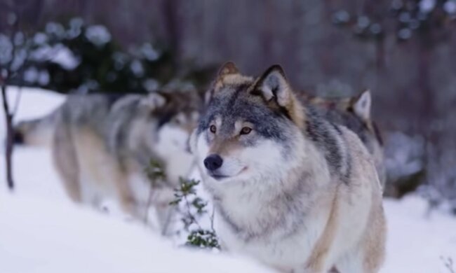 Wilk uratował babcię przed złoczyńcami. Rok wcześniej kobieta zabrała go do domu, myśląc, że to szczeniak