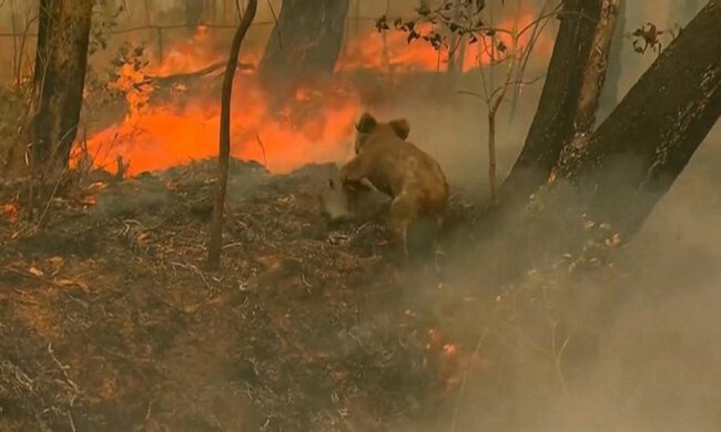 Dziewczynka z koalą na rękach, ta fotografia z Australii wzruszyła wszystkich. Okazało się, że jest nieprawdziwa. Po co powstała