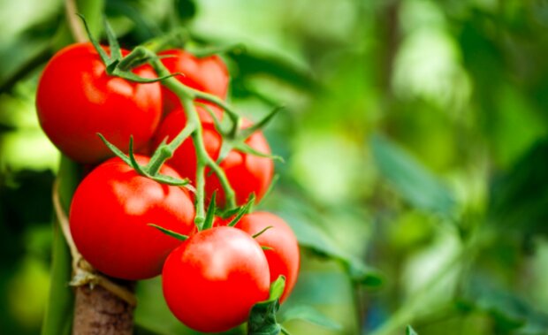 Jak dbać o sadzonki pomidorów? / ebpcooh.org.uk