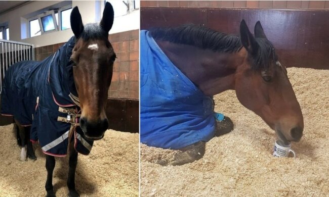 Koń policyjny, screen Google