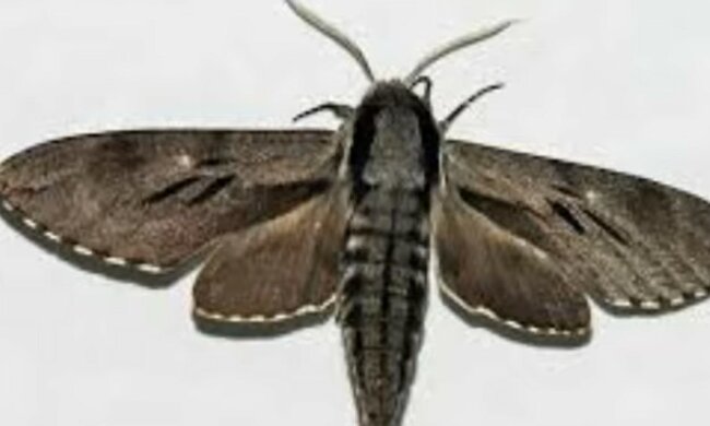 screen Youtube @Aga Bronk