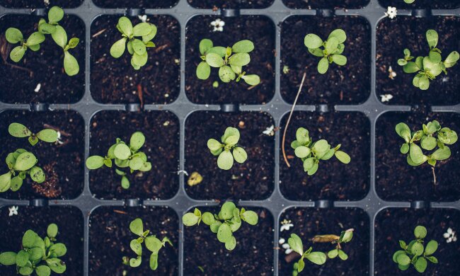Domowa odżywka do pomidorów. Ten prosty trik wzmacnia sadzonki już na starcie