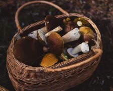 Grzybiarze długo na to czekali. W lasach pojawiły się prawdziwe giganty