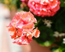 pelargonii @pexels