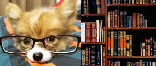 Pierwsza na świecie "biblioteka dla psów". Co można w niej znaleźć