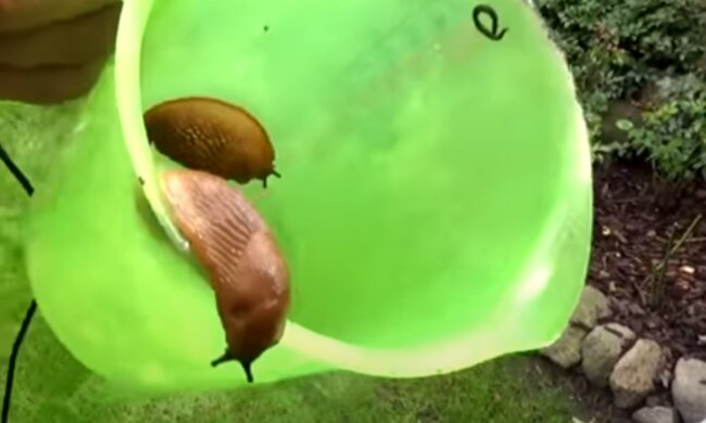 Ślimaki/YouTube @Zielone Pogotowie