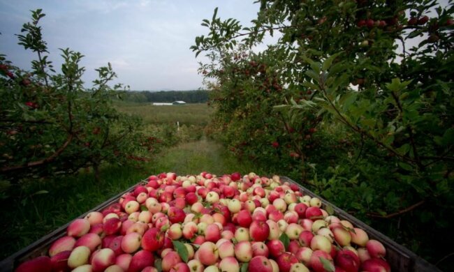 Sadownicy mierzą się z poważnymi problemami, źródło: Rzeczpospolita