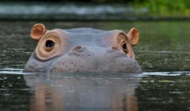 Hipopotam/YouTube @BBC Earth Polska
