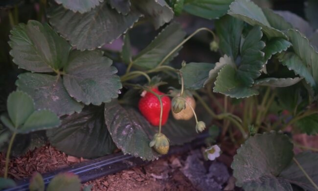 Truskawki/YT @Daisy Creek Farms with Jag Singh