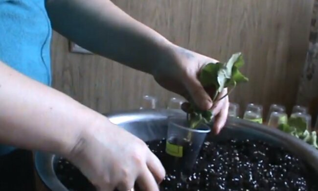 roślina doniczkowa, screen YT