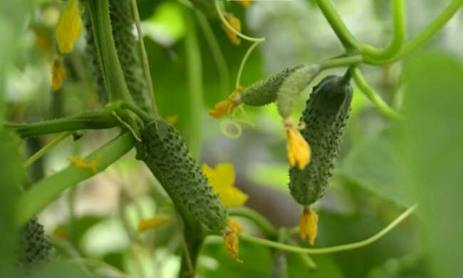 screen Youtube @carskiy ohorod i sad