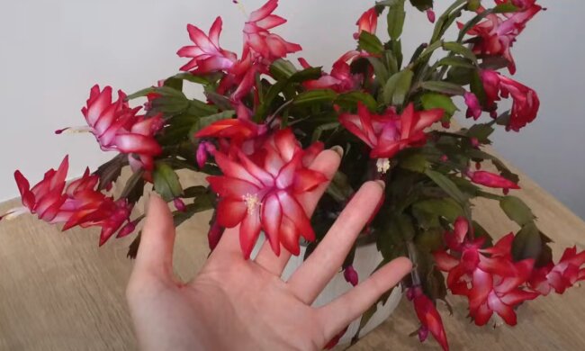 Grudnik, źródło: YouTube/ Sprytne Triki