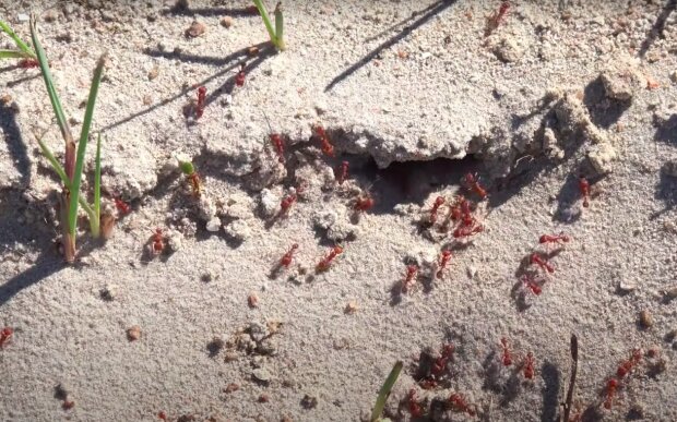 Jak poradzić sobie z mrówkami? / YouTube:  GARDEN TIPS