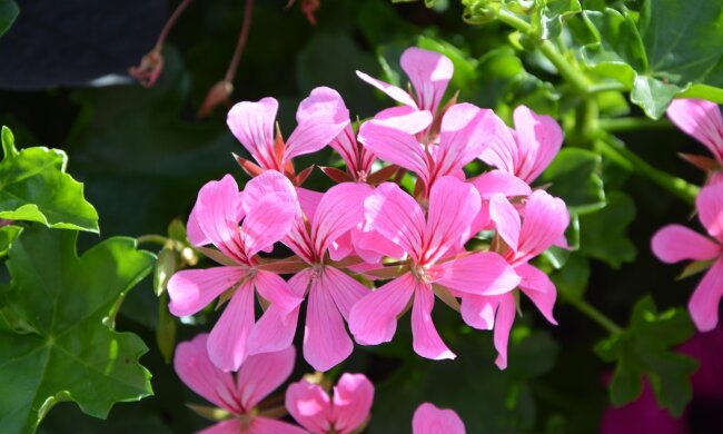 Pelargonia/Pexels