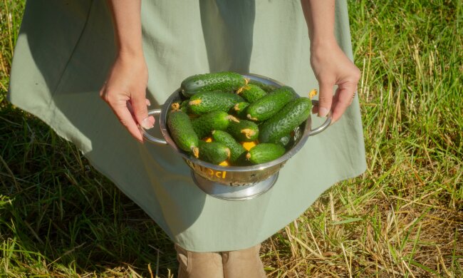 Wsyp to do rowków przed sadzeniem ogórków. Plony mogą zaskoczyć nawet doświadczonych ogrodników