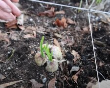 Czosnek, źródło: YouTube/The Gardening Channel With James Prigioni