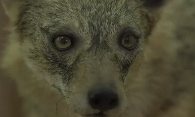 Szakal/YouTube @Niech Żyją