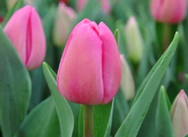 Które tulipany najlepiej posadzić w ogrodzie? Najpiękniejsze gatunki