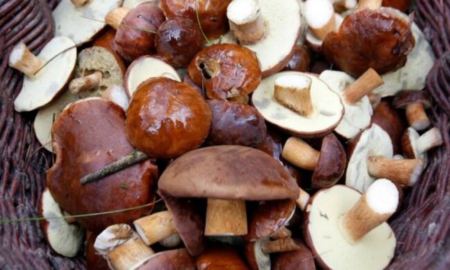 Sezon na grzybobranie w pełni. Gdzie zbiory udadzą się najbardziej