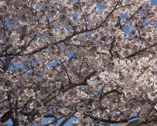 Zrób to przed kwietniem, inaczej stracisz plony. Ważny zabieg w ogrodzie