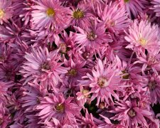 Kolory chryzantem mają ukryte znaczenie. Nie wszystkie wypada stawiać na grobie