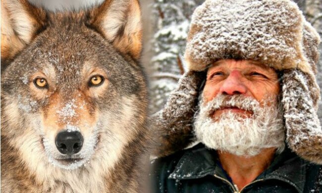 Leśnik nosił wilcze pożywienie przez całą zimę. Po 4 latach wilk wrócił i pokazał mu swoją rodzinę