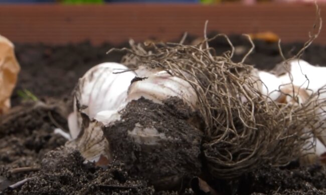 Czosnek ozimy, źródło: YouTube/ogród na co dzień