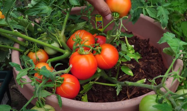 Pomidory, źródło: YouTube/California Gardening